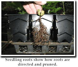 Seeding Roots